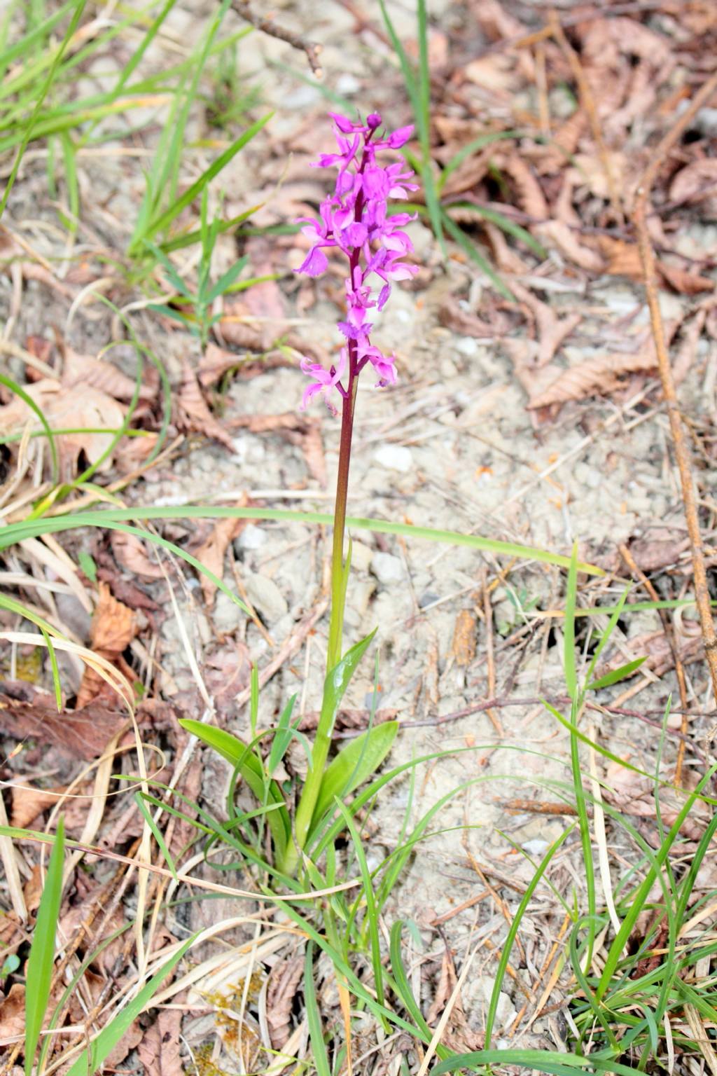 (FC) - Orchis mascula